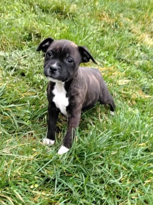 Les chiots de Staffordshire Bull Terrier