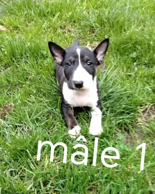 Les chiots de Bull Terrier Miniature