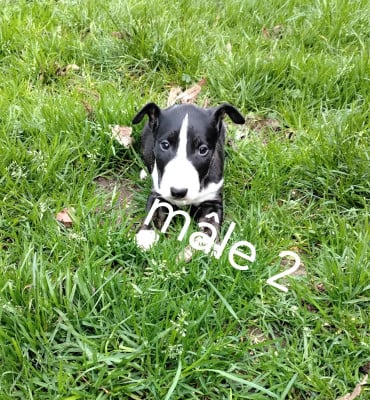 Les chiots de Bull Terrier Miniature