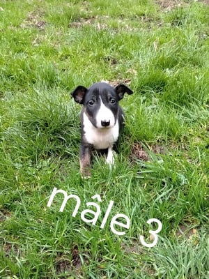 Les chiots de Bull Terrier Miniature