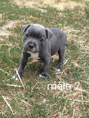 Les chiots de Staffordshire Bull Terrier