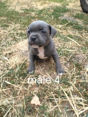 Les chiots de Staffordshire Bull Terrier