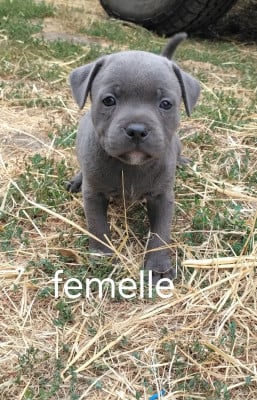 Les chiots de Staffordshire Bull Terrier