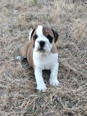 Les chiots de Bulldog Anglais