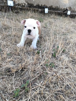 Les chiots de Bulldog Anglais
