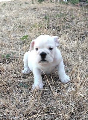 Les chiots de Bulldog Anglais