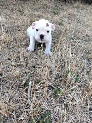 Les chiots de Bulldog Anglais