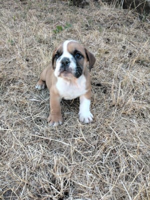 Les chiots de Bulldog Anglais