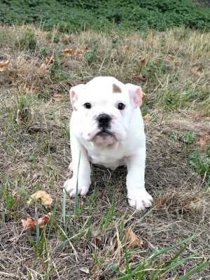 Les chiots de Bulldog Anglais