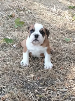 Les chiots de Bulldog Anglais