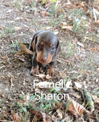 Les chiots de Teckel