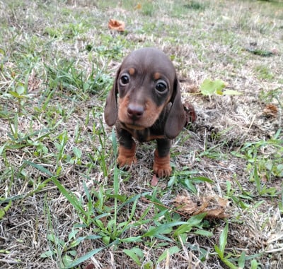 Les chiots de Teckel