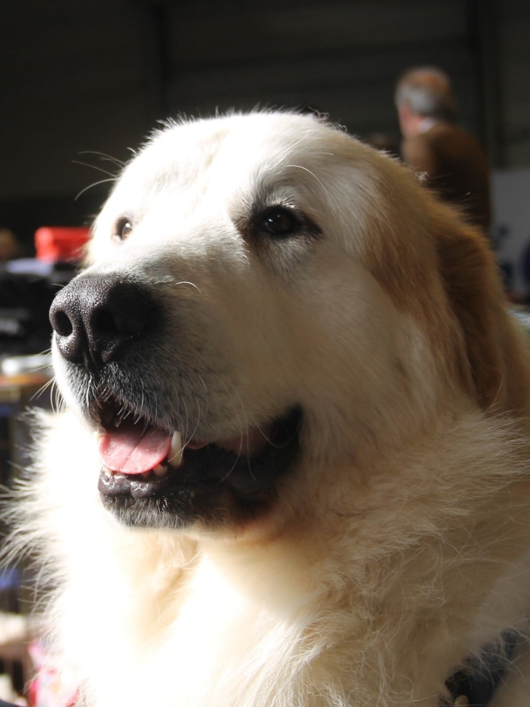 CH. U'cesar du val de montserrat