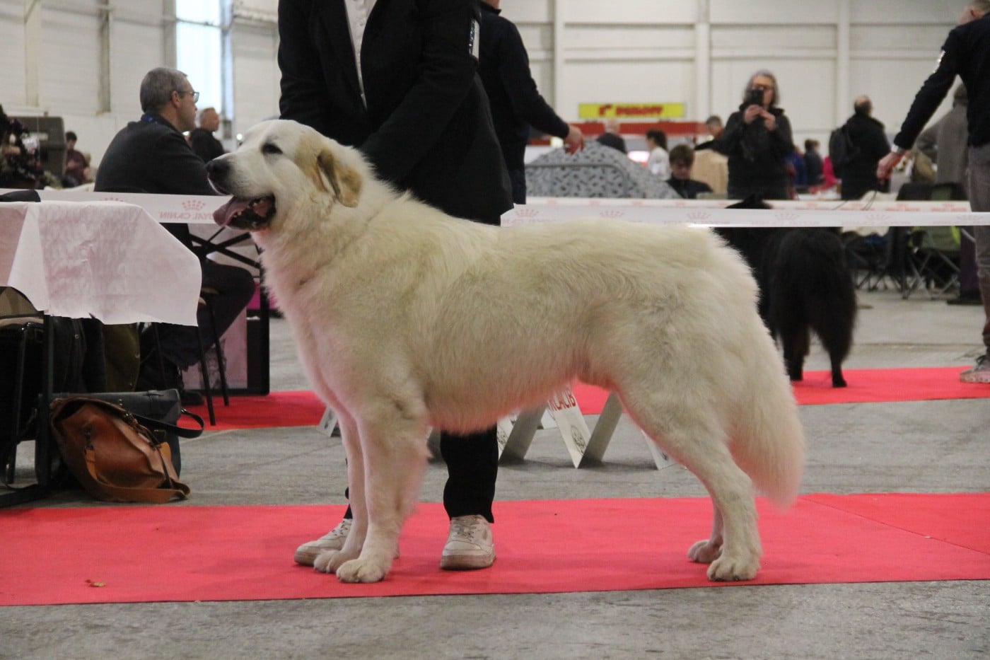 CH. U'cesar du val de montserrat