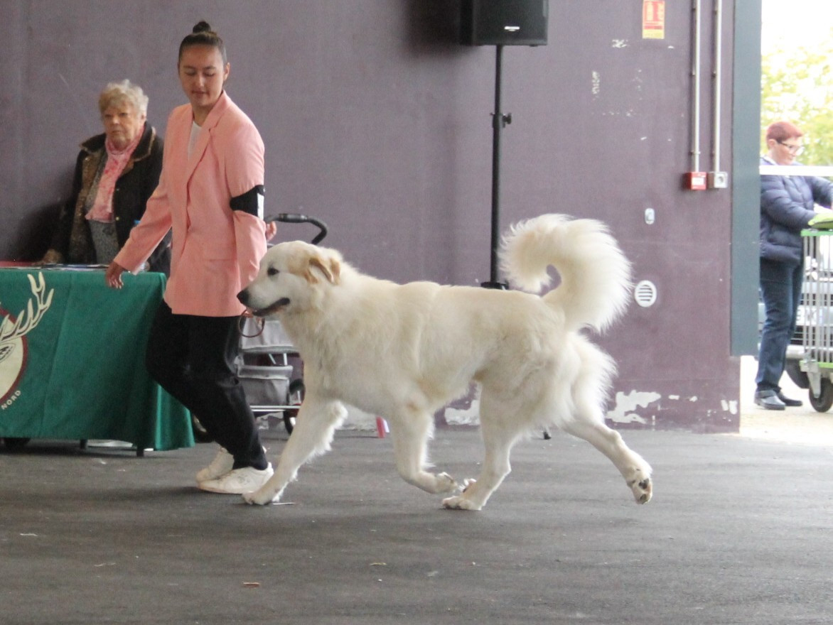 CH. U'cesar du val de montserrat