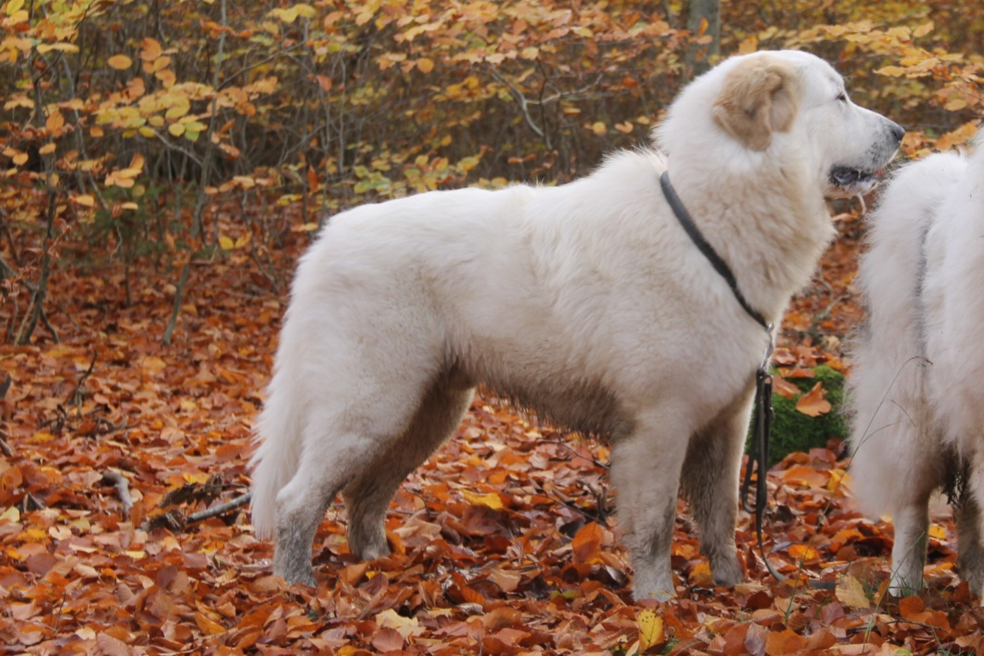 CH. U'cesar du val de montserrat