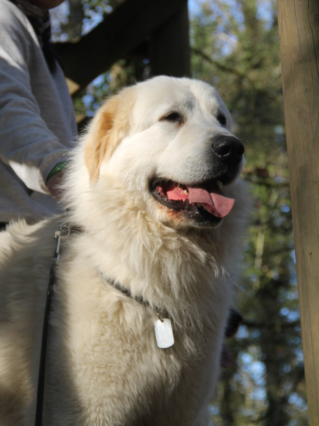 CH. U'cesar du val de montserrat