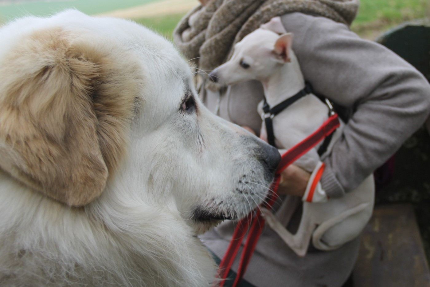 CH. U'cesar du val de montserrat