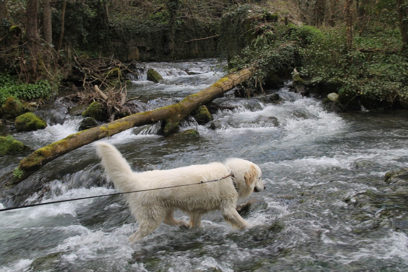 CH. U'cesar du val de montserrat