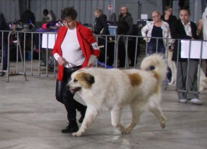 CH. Rebel du Rocher De La Vierge - 2ème place / Très bon