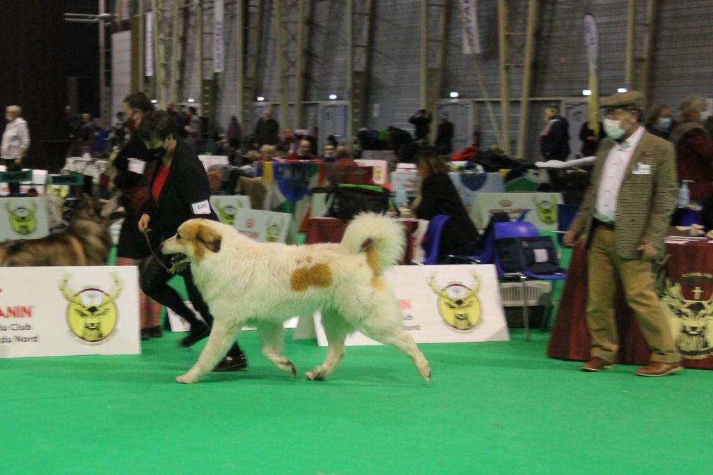 CH. Rebel du Rocher De La Vierge - 2ème place, EXCELLENT, RCACS, RCACIB