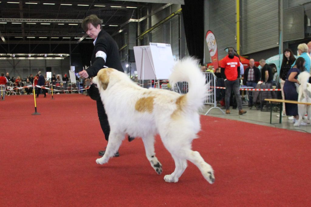 CH. Rebel du Rocher De La Vierge - 1ère place EXCELLENT RCAC RCACIB