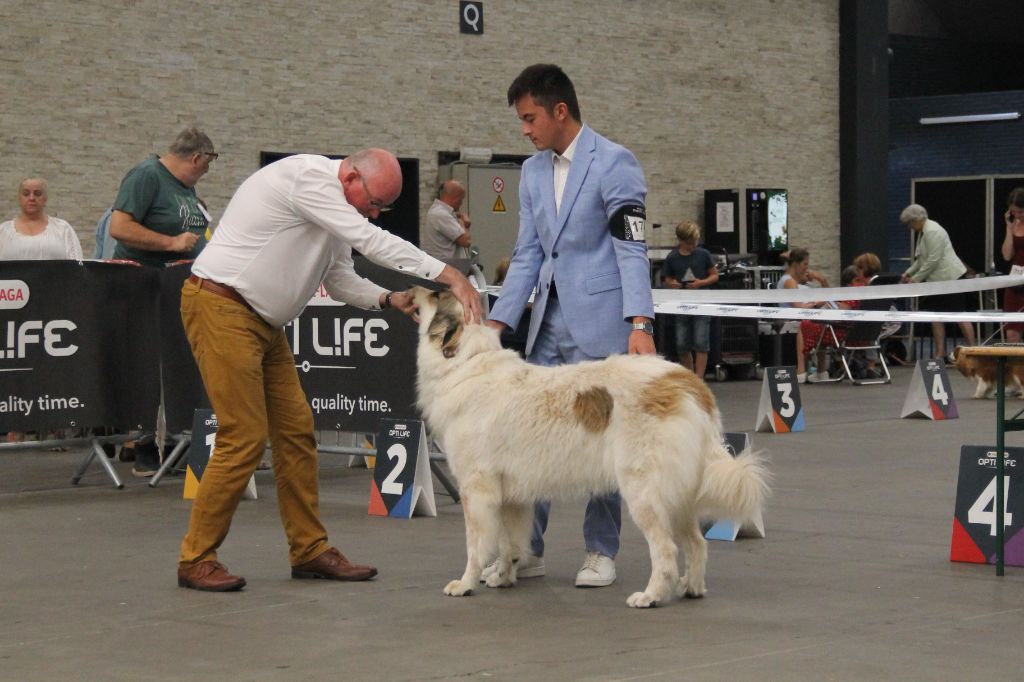 Shayna De Plaine Sapin - 1ère place, EXCELLENT, CAC, CACIB