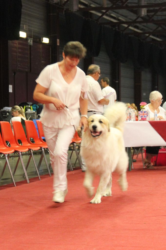 CH. Rebel du Rocher De La Vierge - 1ère place EXCELLENT, Meilleure Jeune, CAC, BOB (meilleur de race).