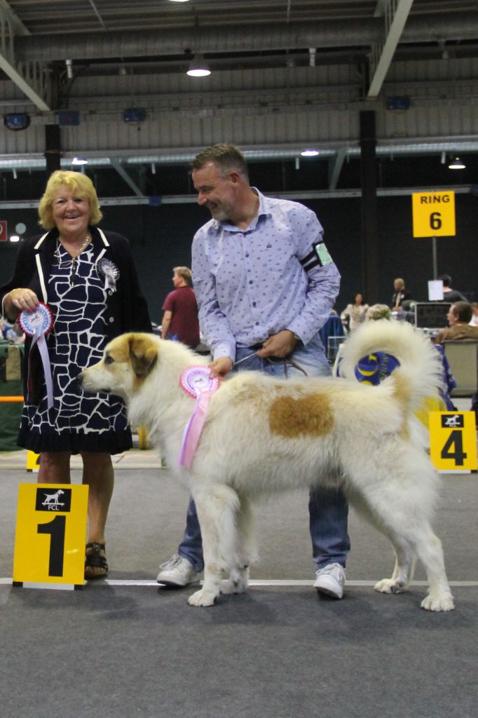 CH. Rebel du Rocher De La Vierge - 1ère place, EXCELLENT, CACL, CACIB, BOS