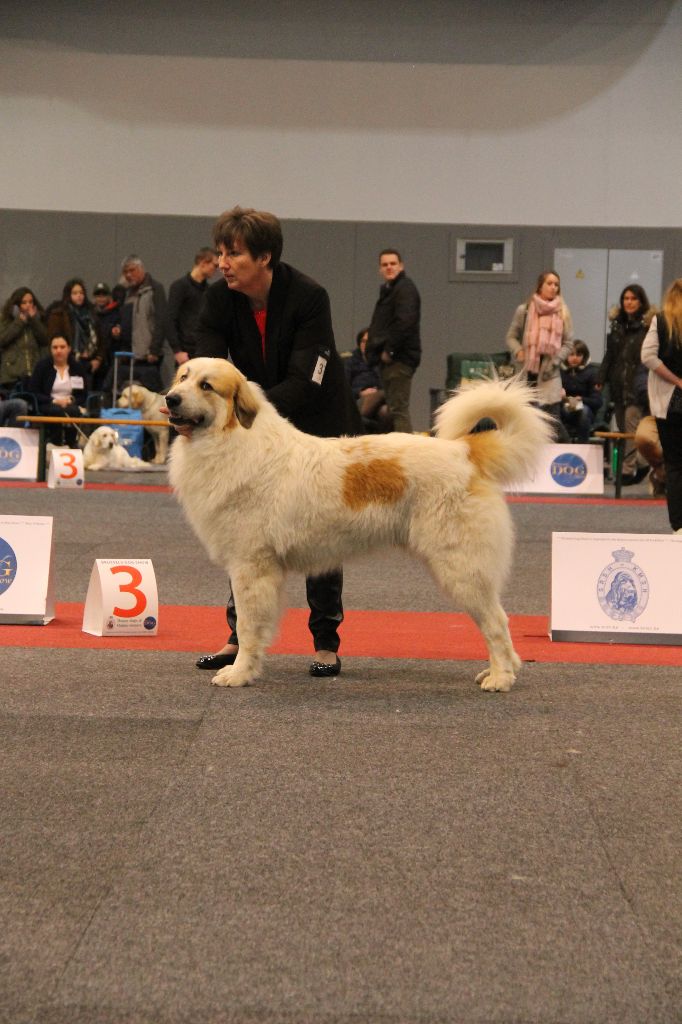 CH. Rebel du Rocher De La Vierge - 1ère place EXCELLENT RCAC RCACIB