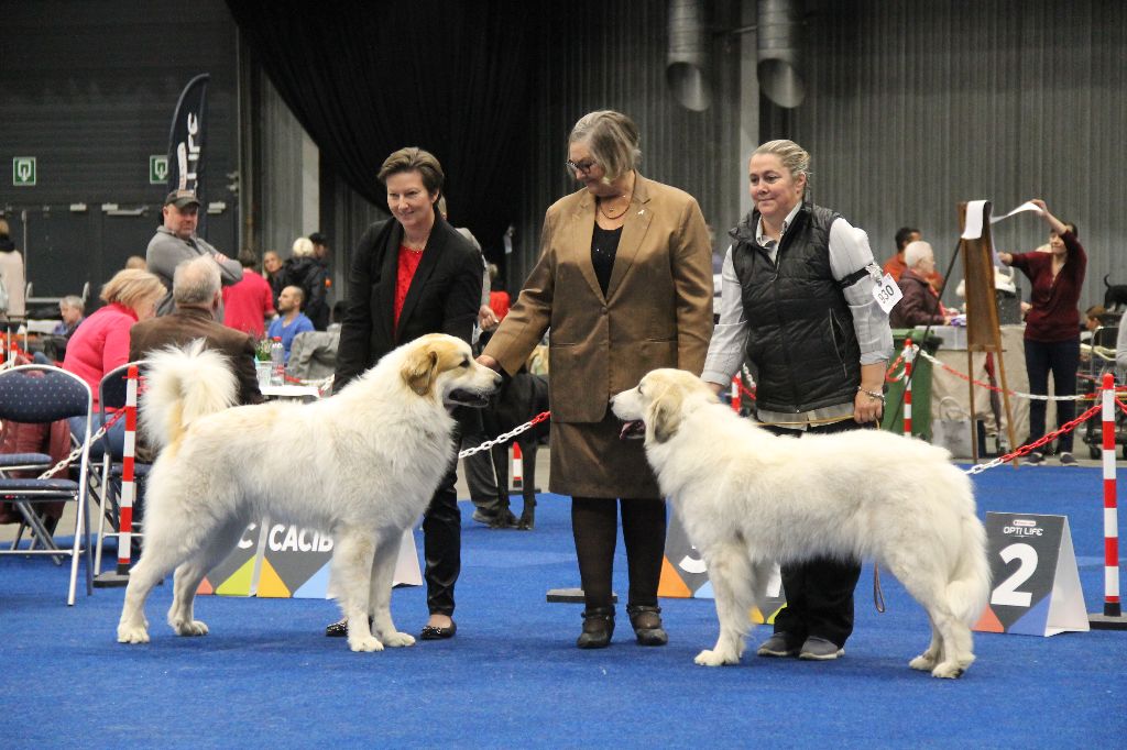 CH. Rebel du Rocher De La Vierge - 1ère place EXCELLENT, CAC, CACIB, BOS