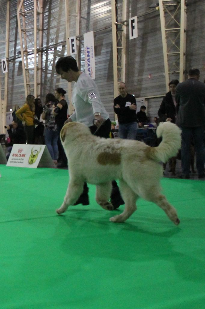 CH. Rebel du Rocher De La Vierge - 1er TRES PROMETTEUR - BEST PUPPY