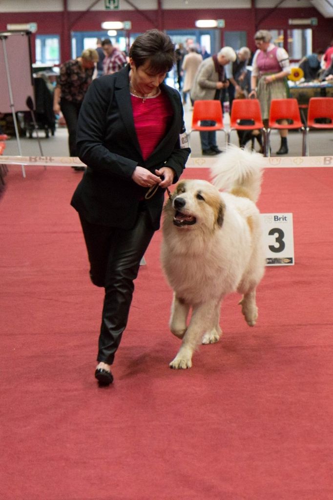CH. Rebel du Rocher De La Vierge - 1ère place EXCELLENT, CAC