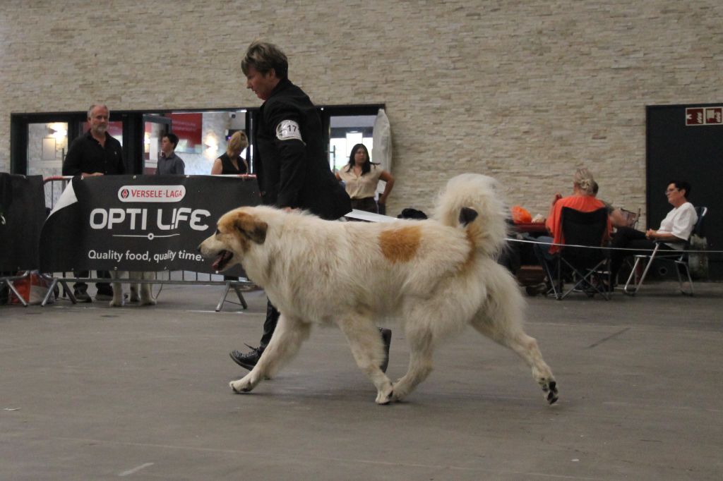CH. Rebel du Rocher De La Vierge - 1ère place, EXCELLENT, CAC, CACIB, Meilleur mâle, BOB