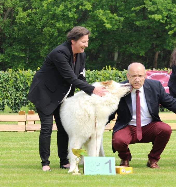 CH. Rebel du Rocher De La Vierge - 1ère place EXCELLENT, Meilleure Jeune, CAC