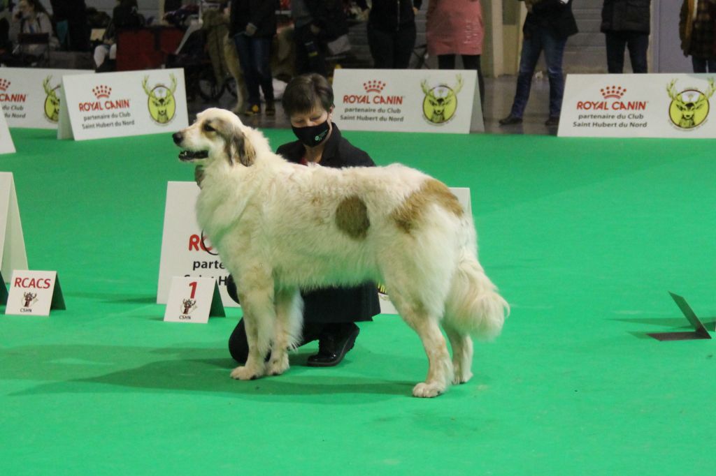 Shayna De Plaine Sapin - 2ème place EXCELLENT