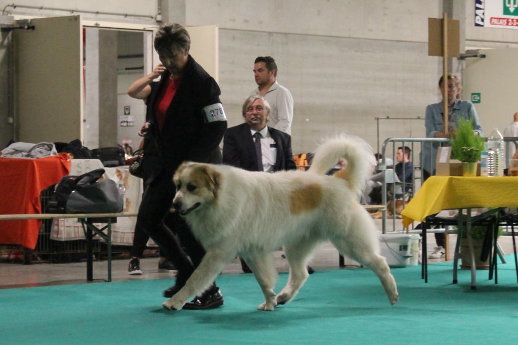 CH. Rebel du Rocher De La Vierge - 2ème place EXCELLENT