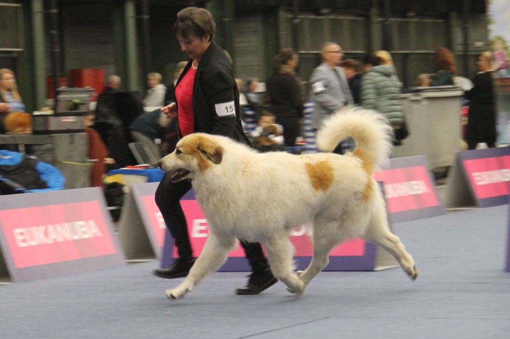 CH. Rebel du Rocher De La Vierge - 1ère place, EXCELLENT, CAC, Meilleur mâle, BOB