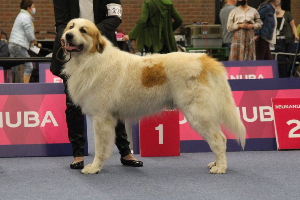 CH. Rebel du Rocher De La Vierge - 1ère place, EXCELLENT, CAC, CACIB, BOS, CRUFTS QUALIFICATION