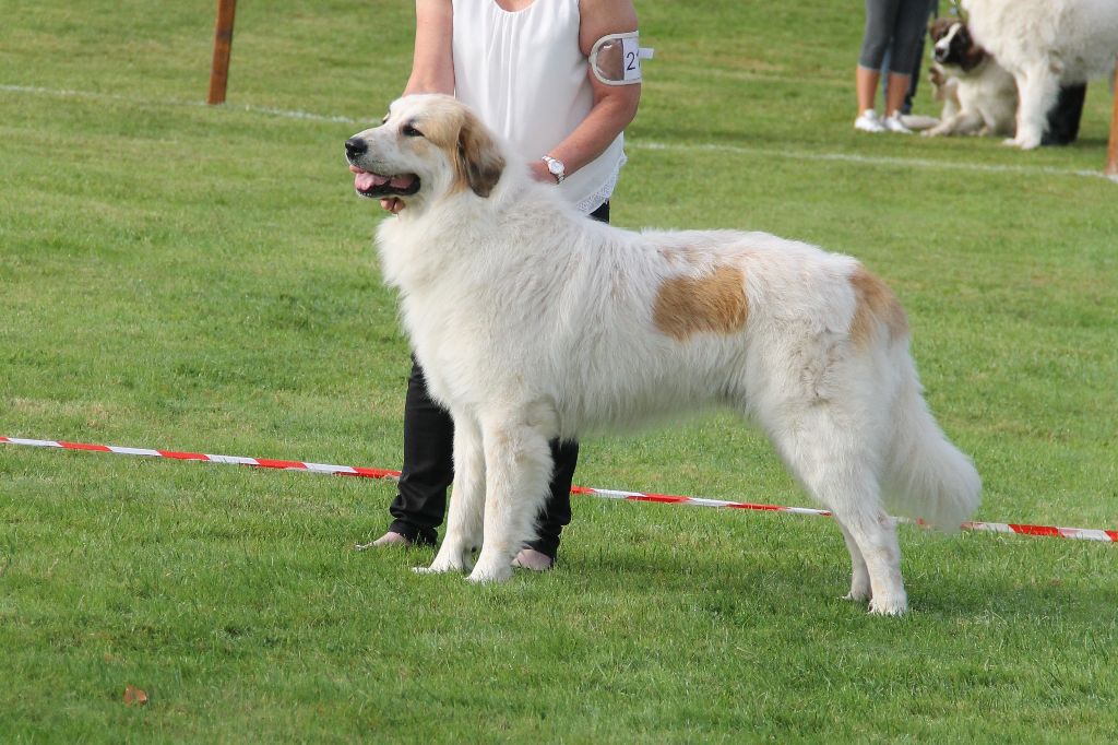 CH. Rebel du Rocher De La Vierge - 3ème place EXCELLENT