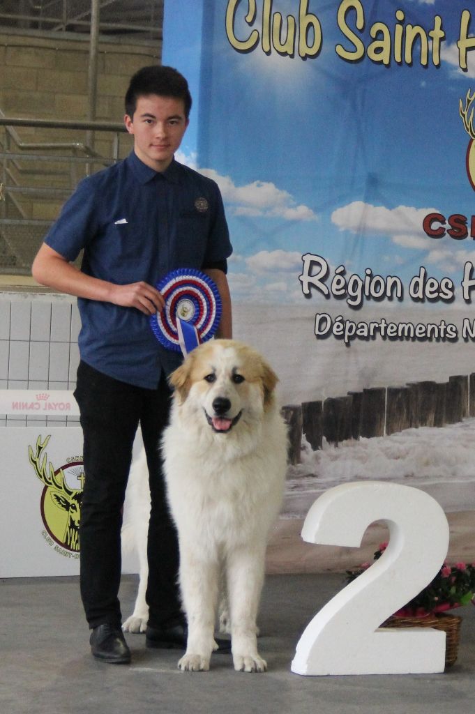 CH. Rebel du Rocher De La Vierge - 1ère place EXCELLENT, Meilleur Jeune Montagne, 2ème Meilleur Jeunes toutes races