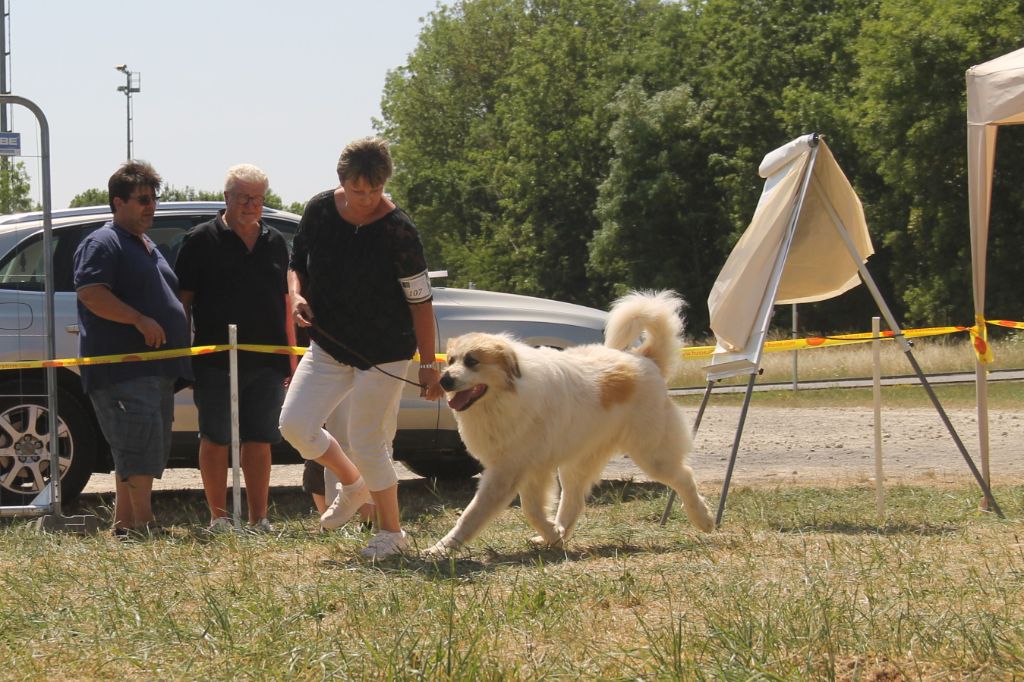 CH. Rebel du Rocher De La Vierge - 1ère place, EXCELLENT, CACL