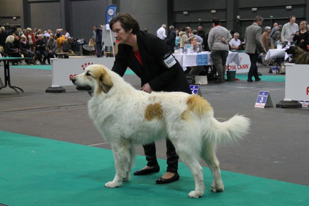 CH. Rebel du Rocher De La Vierge - 1ère place EXCELLENT RCAC RCACIB