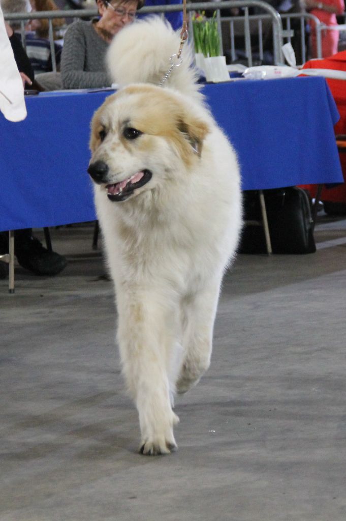 CH. Rebel du Rocher De La Vierge - 1er TRES PROMETTEUR - BEST PUPPY