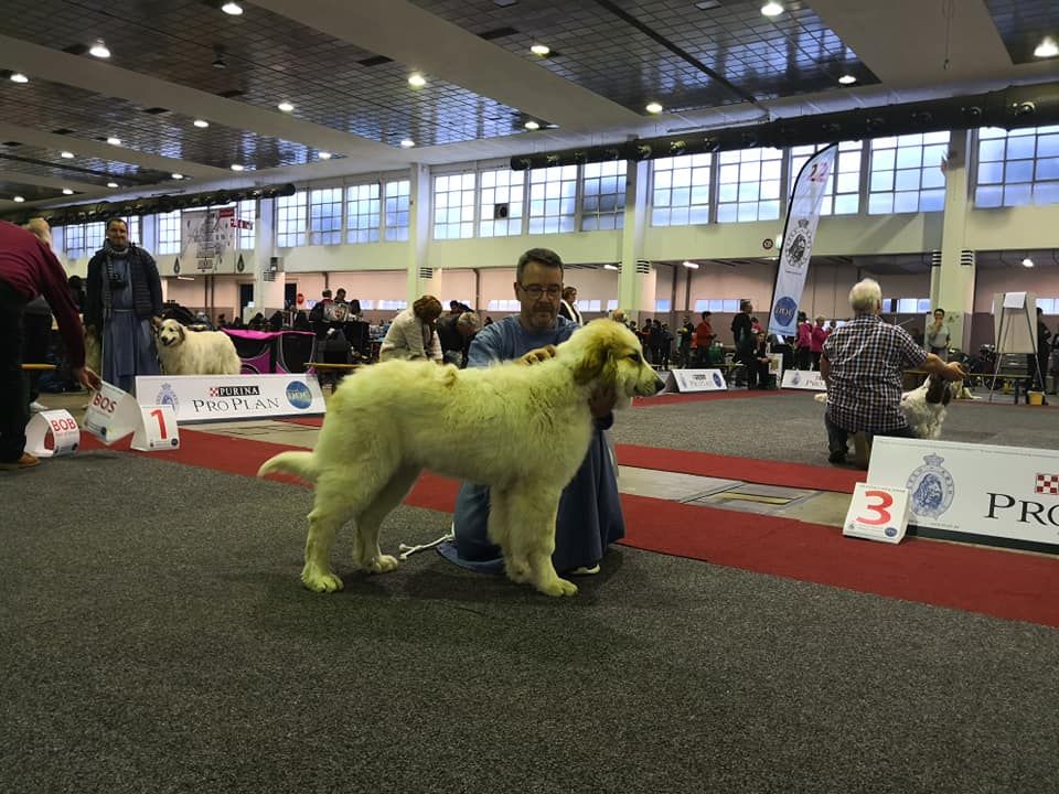 CH. Rebel du Rocher De La Vierge - 1er TRES PROMETTEUR - BEST PUPPY