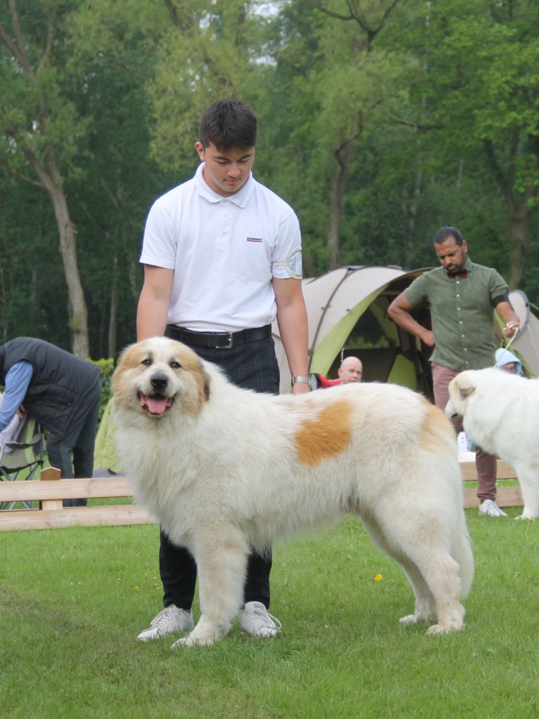 CH. Rebel du Rocher De La Vierge - 3ème place, TRES BON