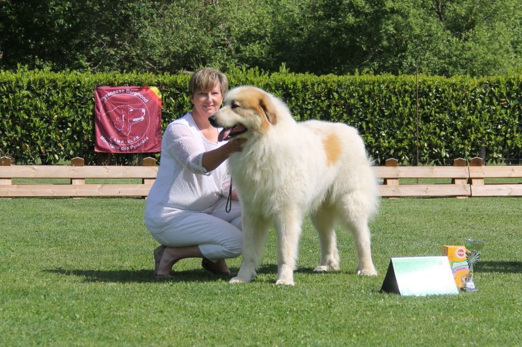 CH. Rebel du Rocher De La Vierge - 1ère place EXCELLENT, classe champion, sélection meilleur mouvement
