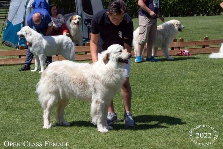 Shayna De Plaine Sapin - Très bon, non classée