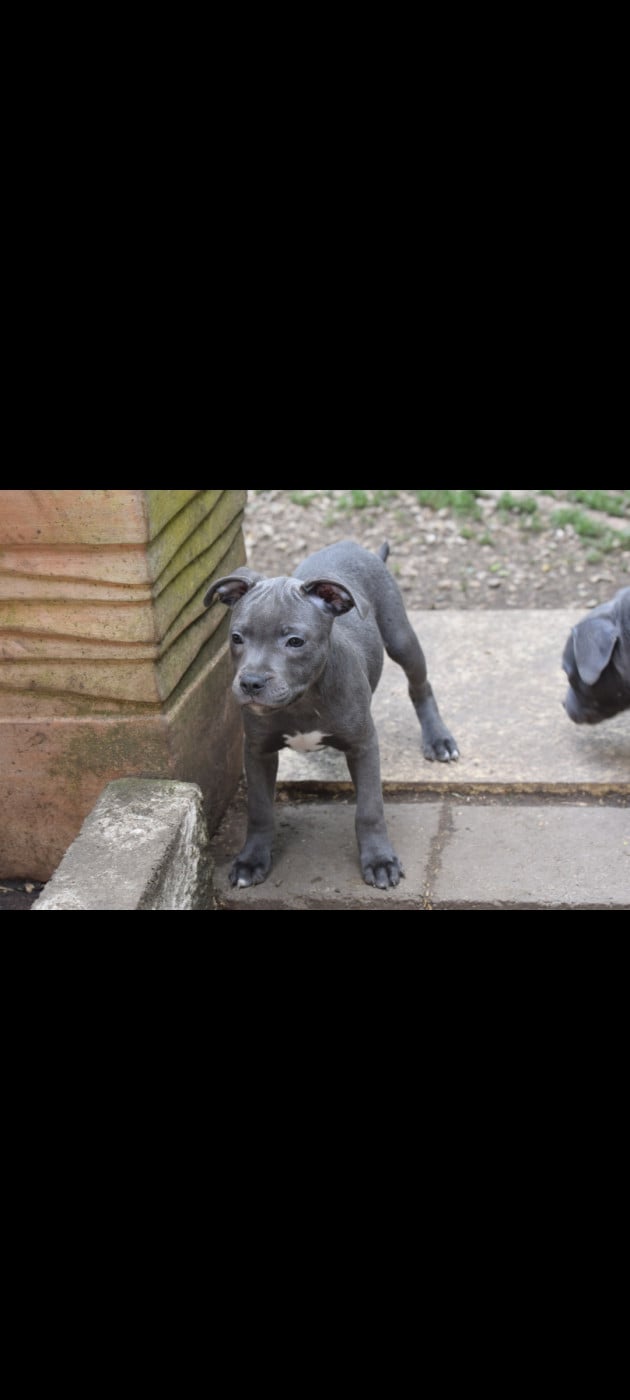 Chiot N°2 - Staffordshire Bull Terrier