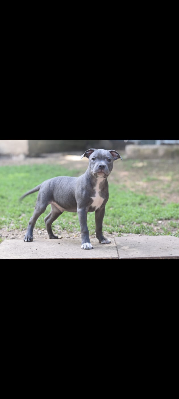 Chiot N°3 - Staffordshire Bull Terrier
